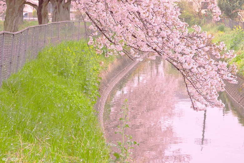 見沼田んぼ桜回廊