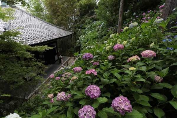 長谷寺 あじさい