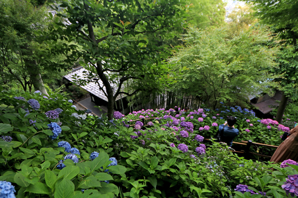 長谷寺 紫陽花