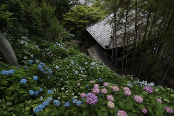 長谷寺 紫陽花