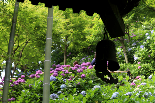 長谷寺 紫陽花