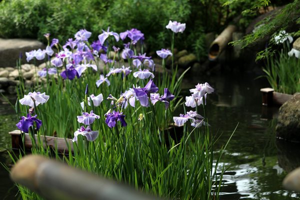 長谷寺 菖蒲